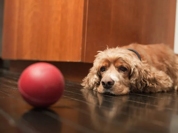 ペット犬が床に横になり 赤いボールを見て — ストック写真