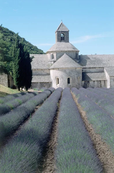 Abbaye Senanque Gordes — Stockfoto