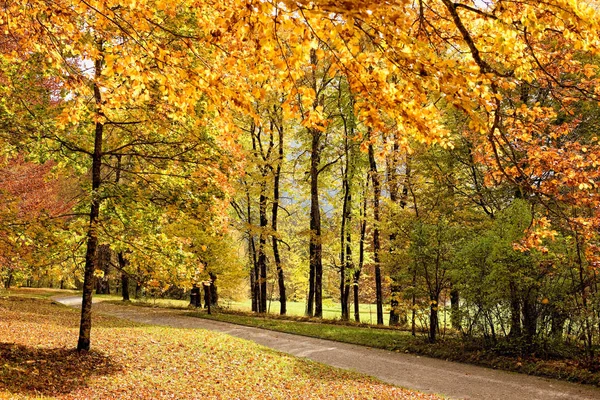 Autumn Trees Fall Season — Stock Photo, Image