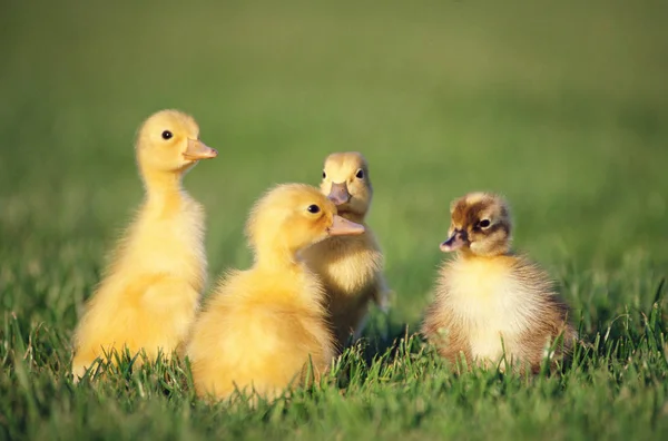Four Ducklings Field — kuvapankkivalokuva