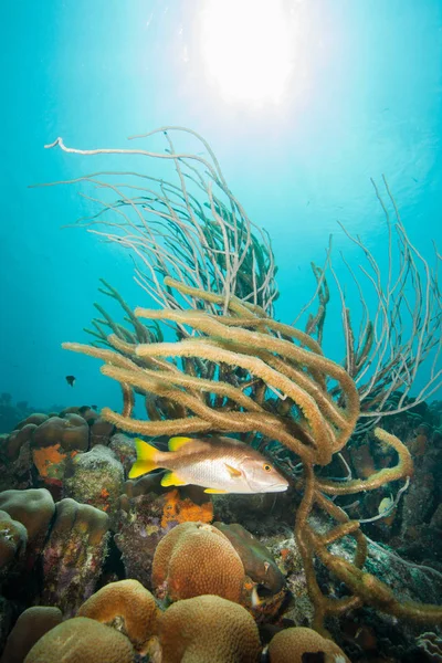 Peces y plantas en los arrecifes submarinos — Foto de Stock