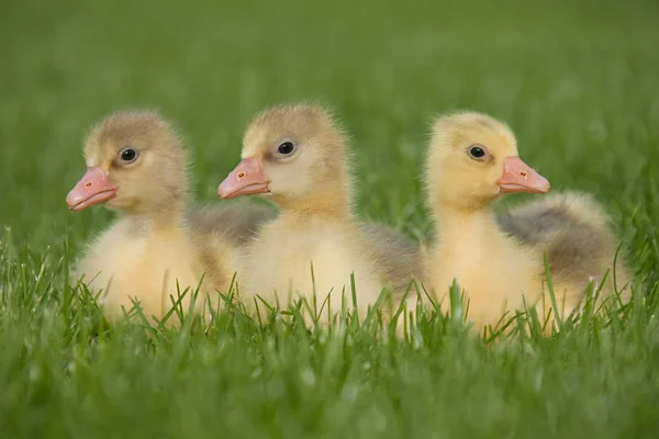 Trois Oisons Sur Herbe — Photo