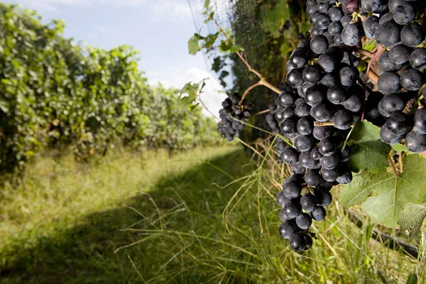 Černé Hrozny Vinicích Vinici — Stock fotografie