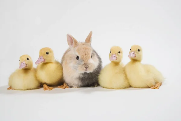 Vier Entchen Und Kaninchen Studioaufnahme — Stockfoto