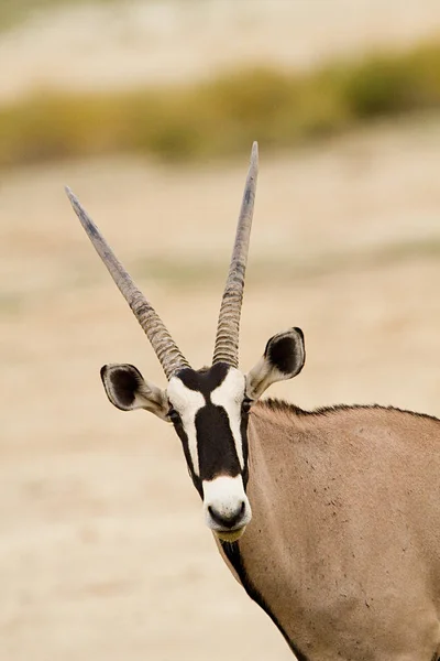 Gemsbok Zwierzę Rogami Portret — Zdjęcie stockowe