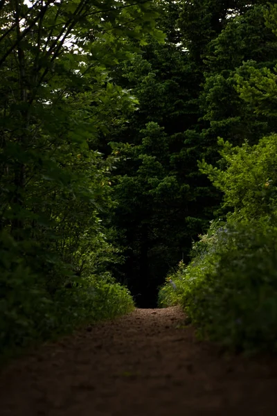 Boş Orman Yolu Ağaçlar — Stok fotoğraf