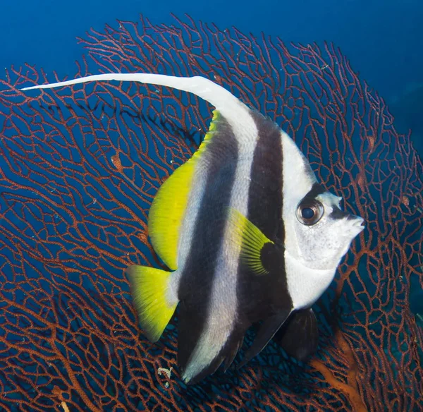 Longfin Bannerfish Underwater Close — Stock Photo, Image