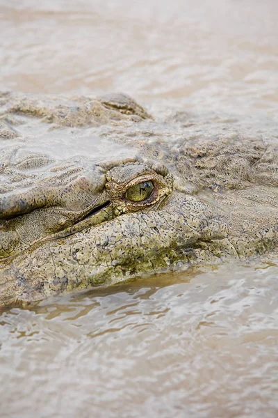 Crocodile dans la rivière, costa rica — Photo