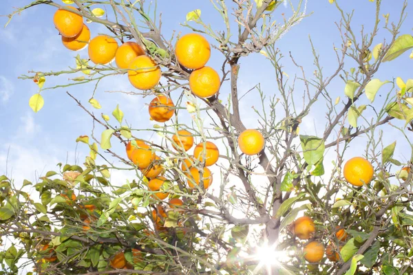 Naranjas Frescas Creciendo Árbol — Foto de Stock