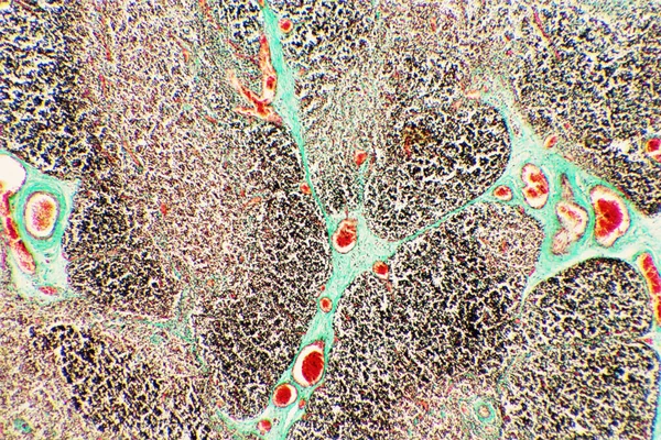 Προβολή Του Εμβρύου Θύμου Από Μικροσκόπιο — Φωτογραφία Αρχείου