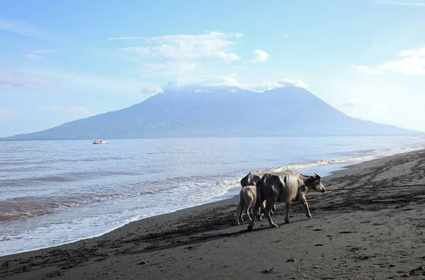 Büffel Strand Auf Der Insel Sumbawa Indonesien — Stockfoto