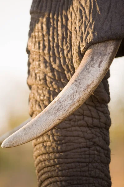 非洲象的骨节和象牙 — 图库照片