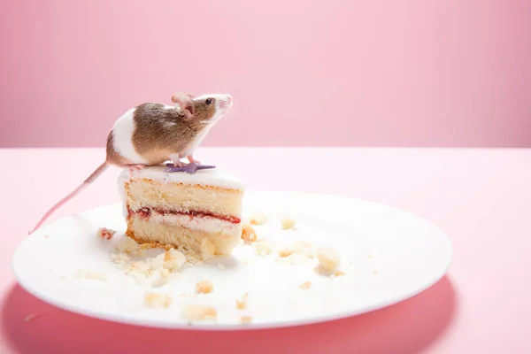 Ratón Rebanada Pastel Plato — Foto de Stock