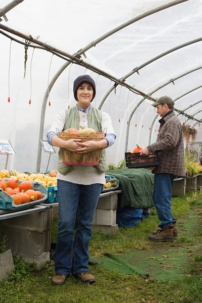 Agricultores Invernadero Con Calabazas — Foto de Stock