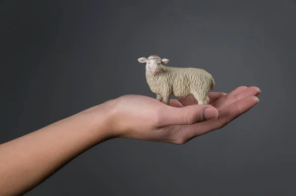 女性の手保持モデル羊 — ストック写真