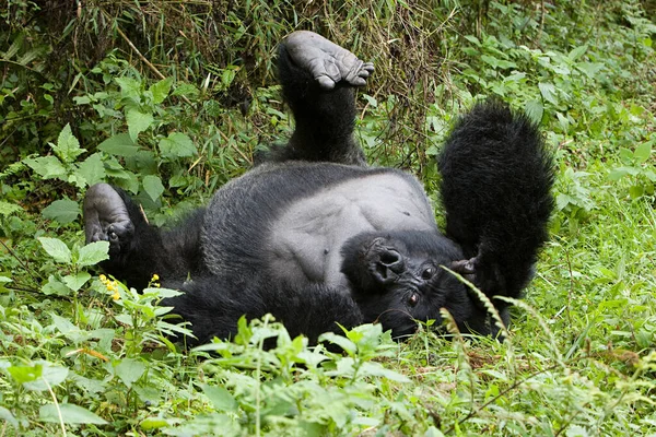 Gorille Montagne Couché Sur Dos — Photo