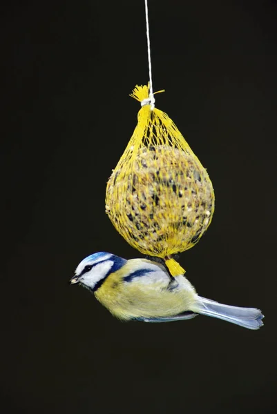 Bluetit Izolované Černém Pozadí — Stock fotografie