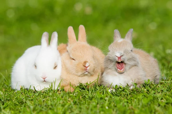 Três Coelhos Sentados Grama — Fotografia de Stock