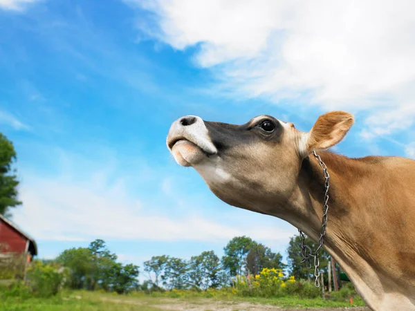 Krowa z nosem w powietrzu — Zdjęcie stockowe