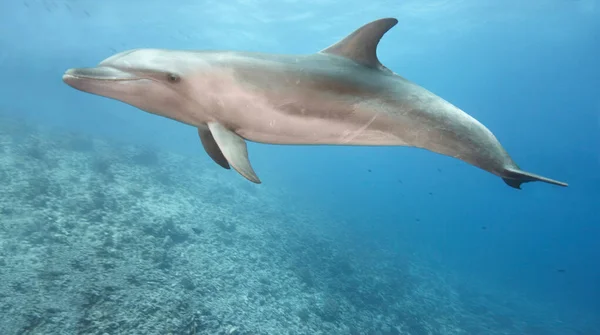 Bottlenose Dolphin Swimming Ocean — Stock Photo, Image