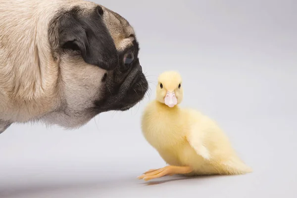 Mops Und Entlein Studioaufnahme — Stockfoto