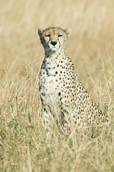 Guépard Dans Herbe — Photo