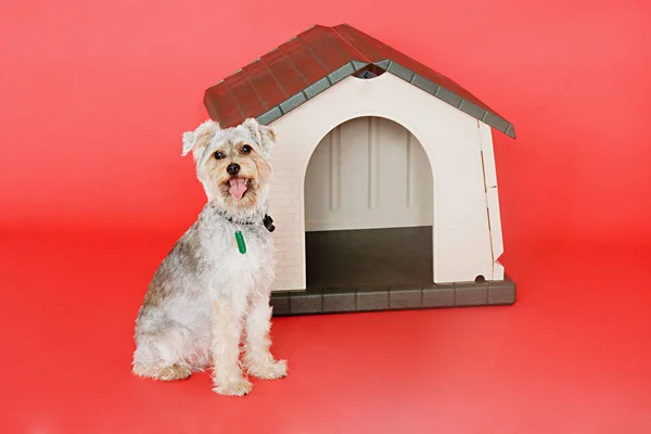 Terrier Enjaular Aislados Sobre Fondo Rojo — Foto de Stock