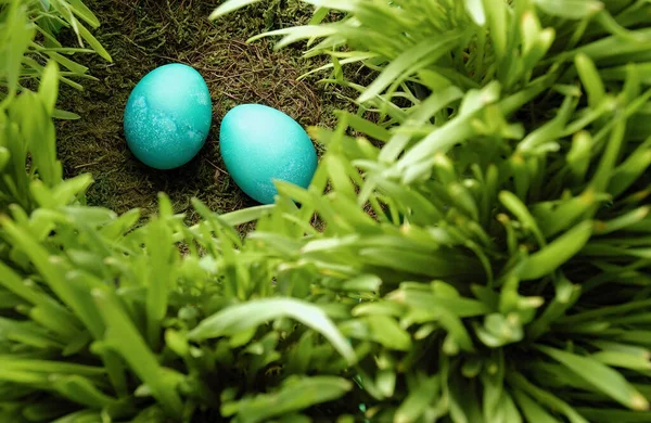 Par Huevos Azules Nido — Foto de Stock