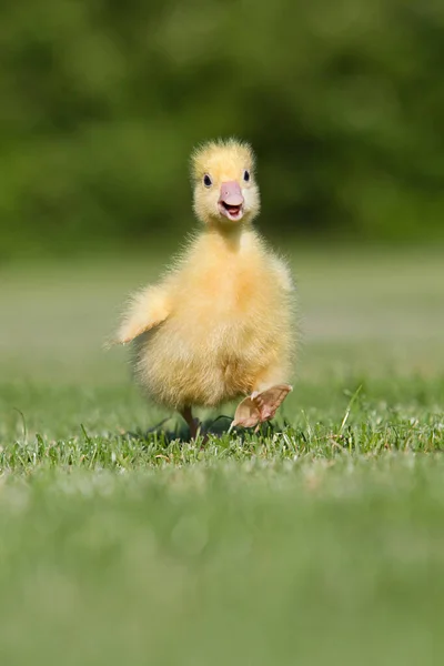 One Gosling Walking Grass — Stock Photo, Image