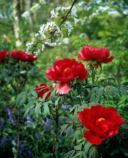 Camellia Other Flowers — Stock Photo, Image