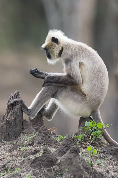 Macaco Langur Sentado Toco Árvore — Fotografia de Stock