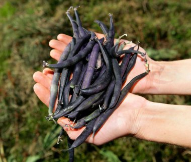 farm worker holds beans clipart