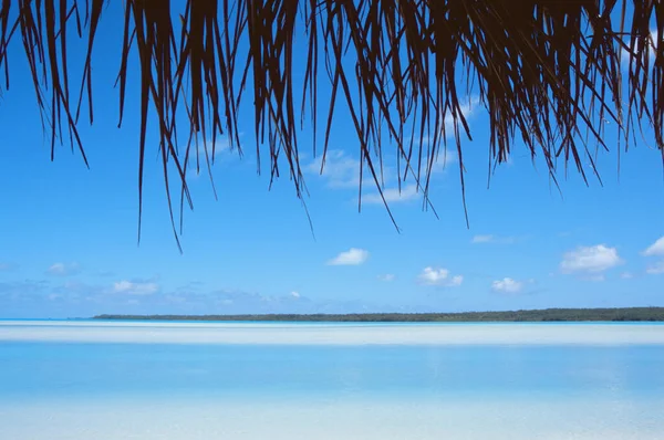 Вид Море Пальмы — стоковое фото