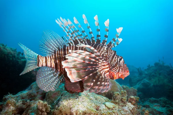 Lion Fish Mikanda Reef Zanzibar — Stock Photo, Image