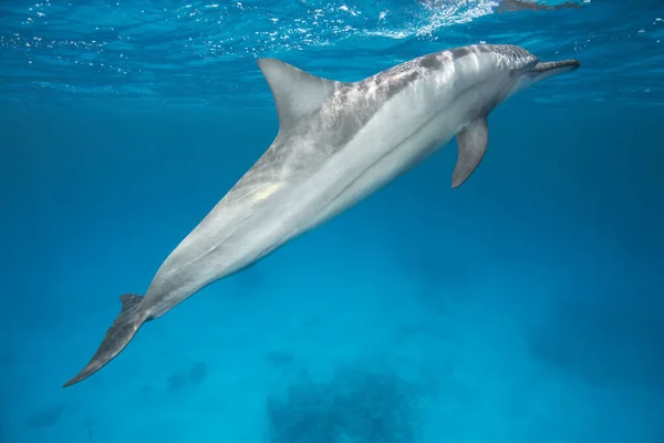 Spinner Dolphin Vattnet — Stockfoto