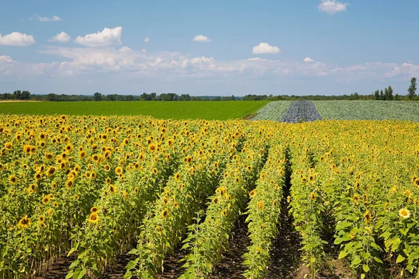 Campo Girasoles Cielo Azul —  Fotos de Stock