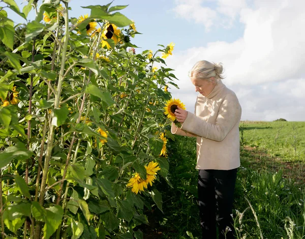 Farm Worker Inspects Sunflower — Stock Photo, Image