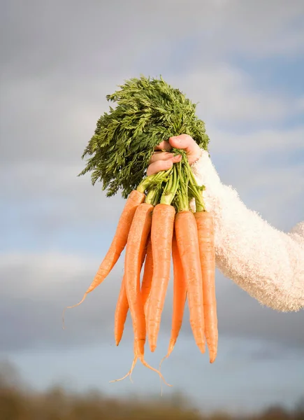 Ручная Связка Моркови — стоковое фото
