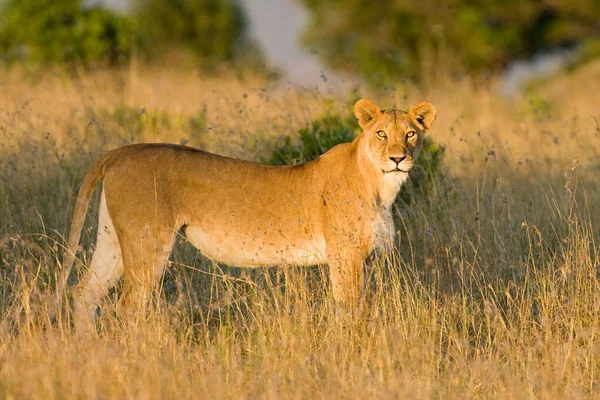 Lwica Masai Mara — Zdjęcie stockowe