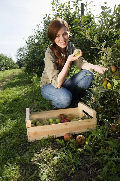 Junge Frau Pflückt Frische Äpfel — Stockfoto