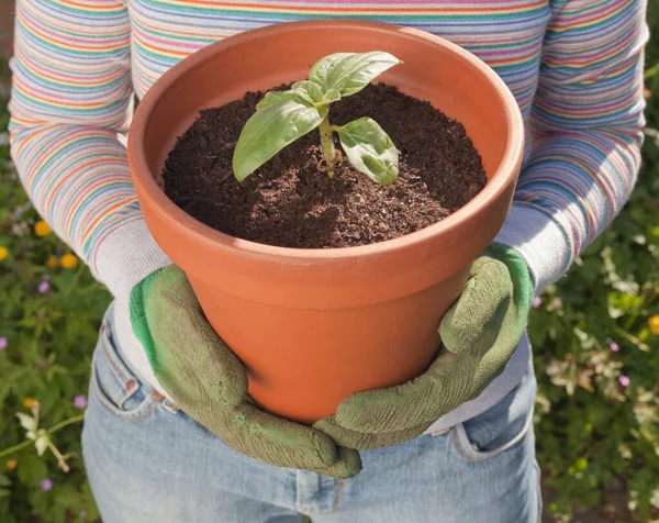 Frau Mit Sonnenblumen Sämling — Stockfoto