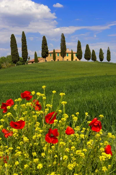 Orcia Valley Spring — Stock Photo, Image