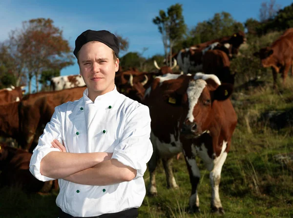 Chef Com Vista Vacas — Fotografia de Stock