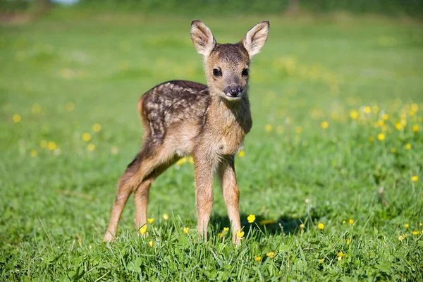 Niedliches Rehkitz Steht Auf Gras — Stockfoto