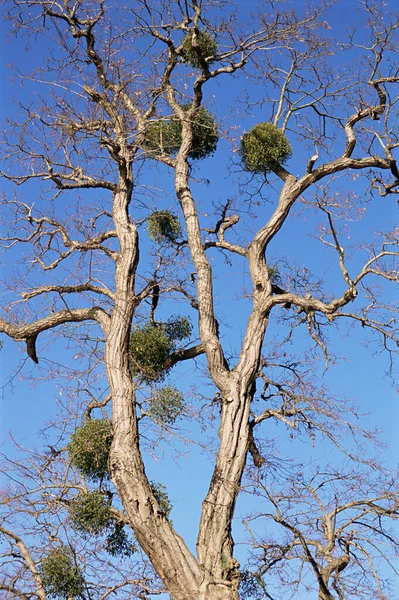 Jemioła Rośnie Drzewie — Zdjęcie stockowe