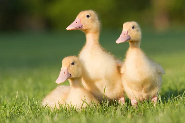 Three Ducklings Grass — Stock Photo, Image