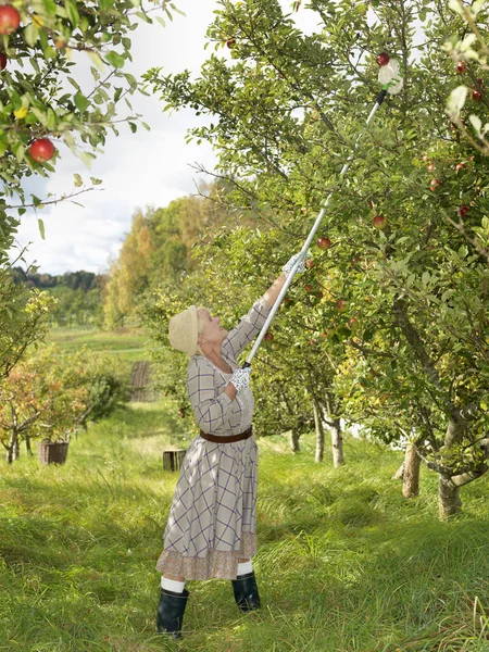 Γυναίκα Μαζεύει Μήλα Εξωτερικούς Χώρους — Φωτογραφία Αρχείου