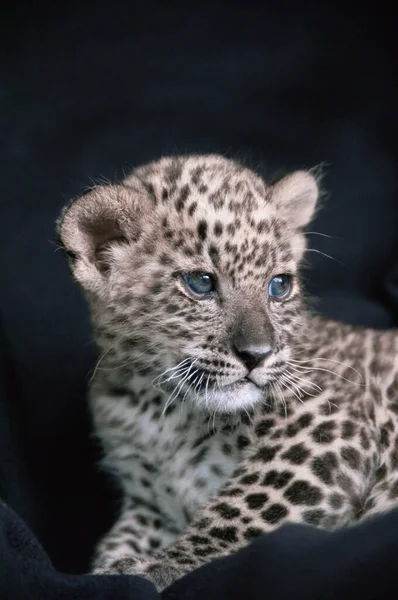 Cordero Leopardo Persa Aislado Sobre Fondo Negro — Foto de Stock