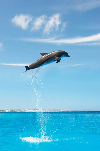 Dolphin Hoppar Högt Upp Luften — Stockfoto