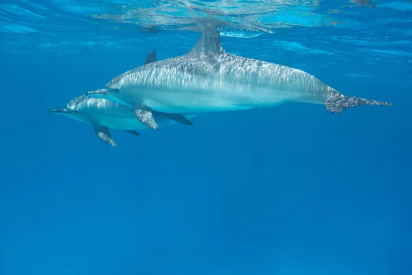 Pair Spinner Dolphins — Stock Photo, Image